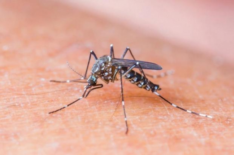 A Semana Nacional de Combate ao Aedes será realizada até a próxima sexta-feira (30), sendo a sexta o dia D de combate ao mosquito. (Reprodução)