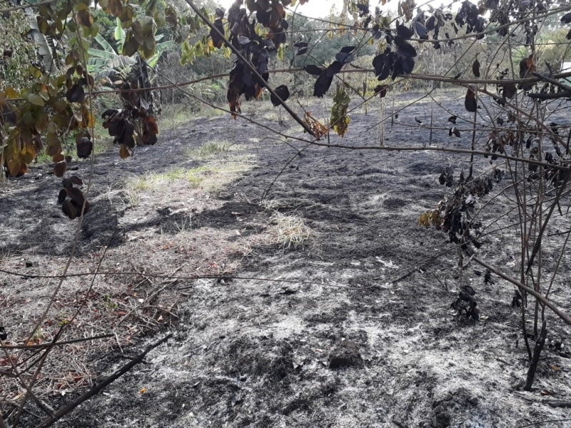 Vegetação foi devastada pelas chamas. (aGazeta Bahia)