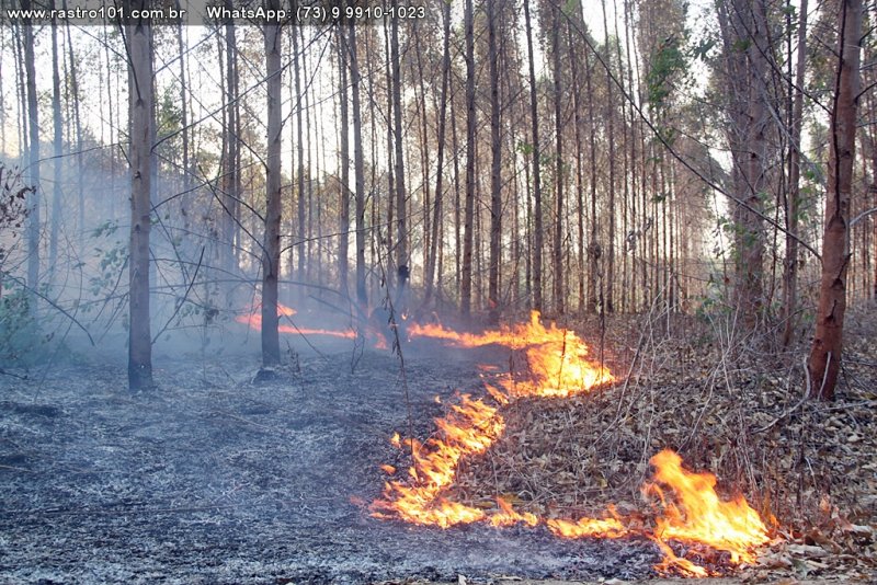 Incêndio atingiu uma grande área de plantação de eucaliptos na região (Rastro101)