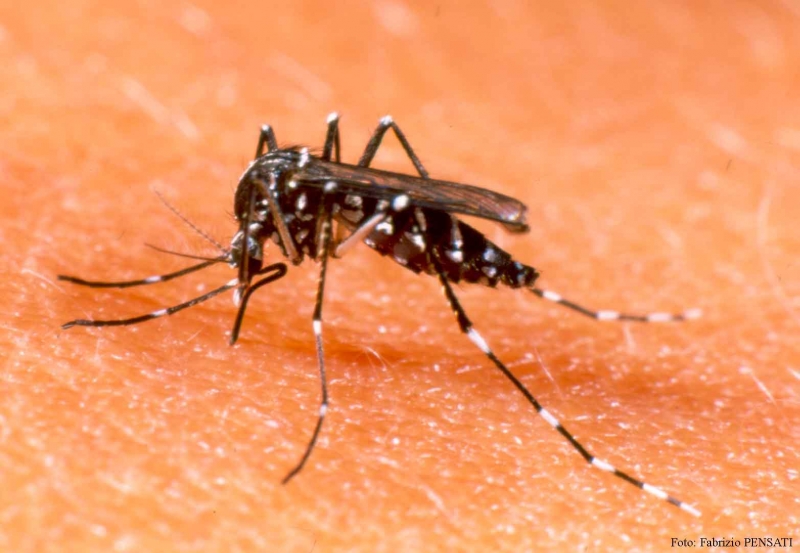 Mosquito Aedes aegypti, transmissor de várias doenças. (Reprodução)