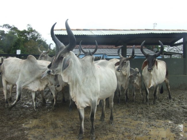 A Esmeralda tem um plantel de gado da raça Guzerá que está entre os mais bem selecionados do país, com participação em grandes feiras de animais e exposições por todos os cantos do Brasil. (Foto: ASCOM)