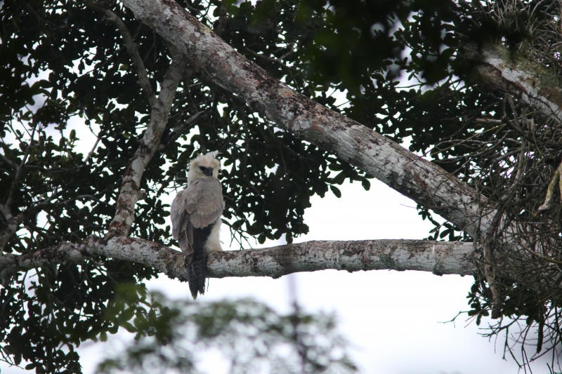 A harpia necessita de uma área de 50km quadrados para viver, no caso florestas tropicais. (Divulgação)