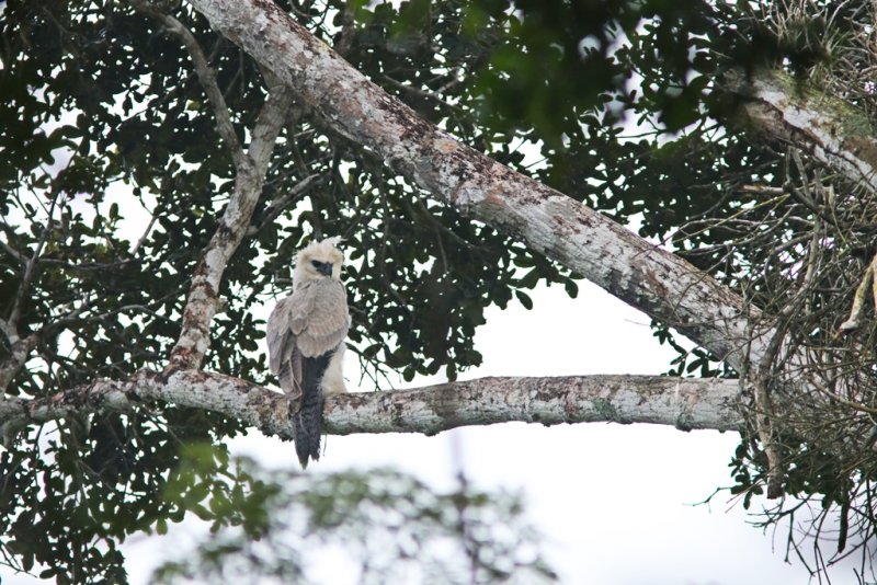 O grupo de pesquisadores do Projeto Harpia na Mata Atlântica comprovou a presença de dois ninhos de harpia dentro da reserva. (Divulgação)