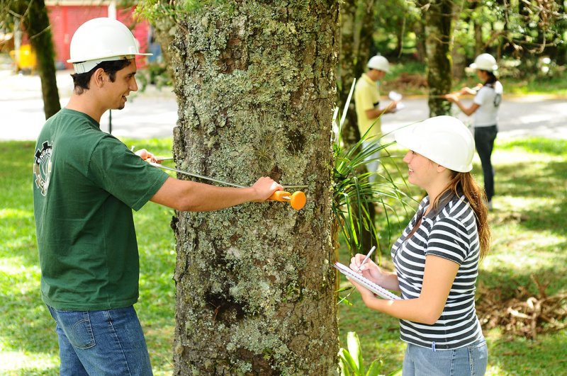 Veracel divulga edital para contratação de estagiário de Engenharia Florestal e Engenharia Ambiental (Divulgação)