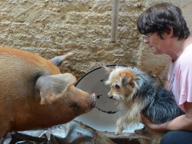 Cachorro da família se dá bem com porquinha em casa de Piracicaba (Foto: Fernanda Zanetti/ G1)