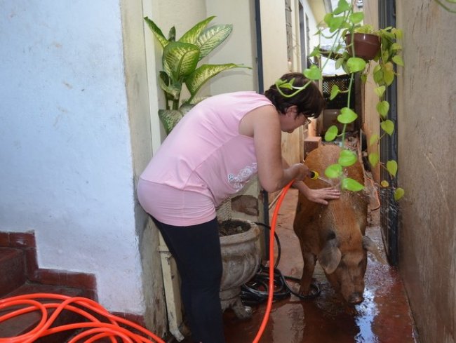 Funcionária pública de Piracicaba dá banho na porquinha uma vez por semana (Foto: Fernanda Zanetti/ G1)