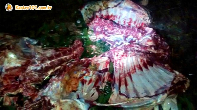 Boi estava sendo desossado no meio da mata em uma fazenda em Itapebi. (Foto: Divulgação/PM)