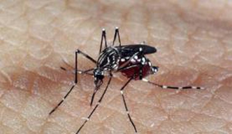 Aedes aegypti, transmissor da dengue, zika e chikungunya. (Reprodução/ Agência Brasil)