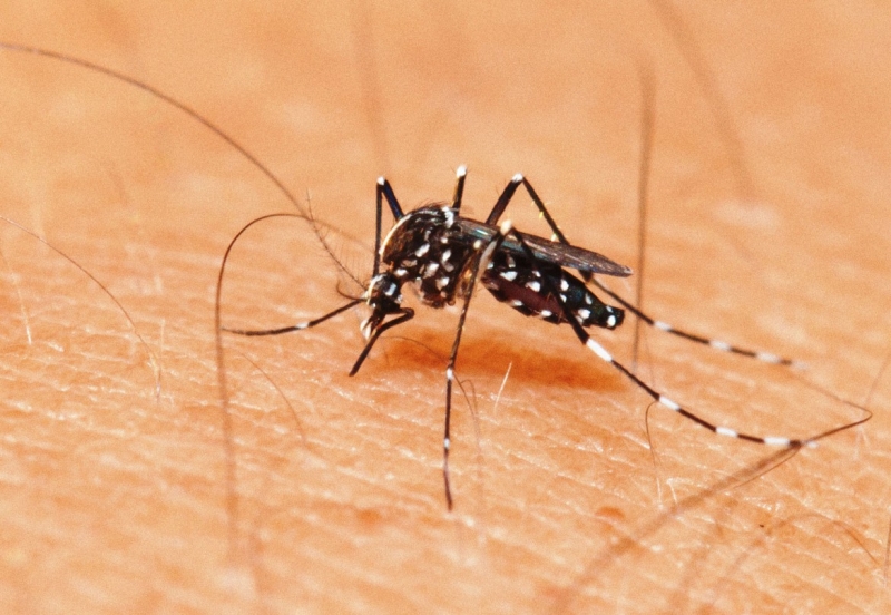 Mosquito Aedes aegypti, transmissor da dengue, zika e chikungunya. (Reprodução)