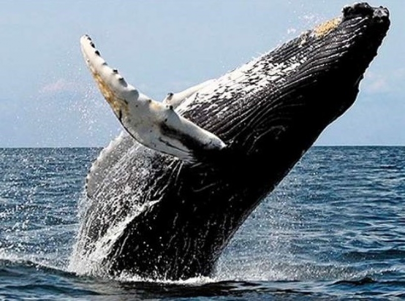 Baleias migram da Antártida para as águas quentes do litoral brasileiro, em especial para o sul da Bahia.(Reprodução: Internet)