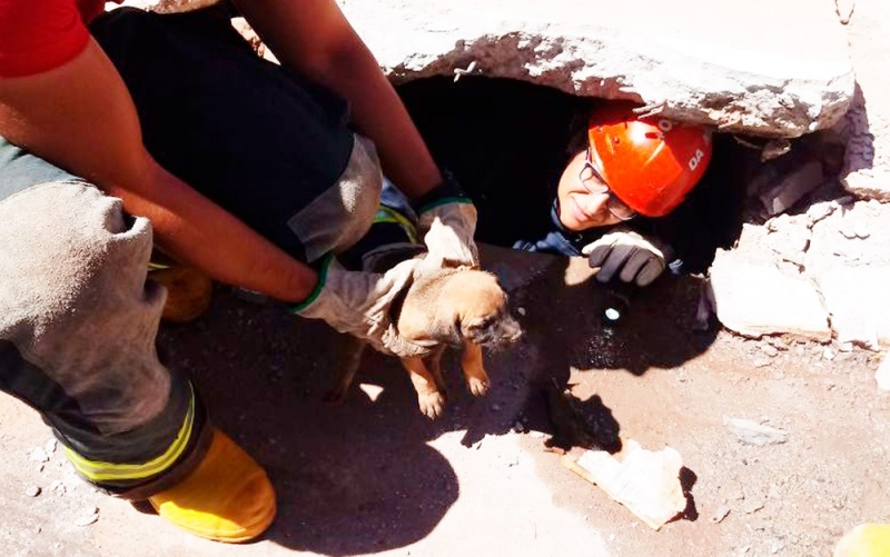 O filhote foi resgatado sem ferimentos.  (Foto: Divulgação/Corpo de Bombeiros)<br />
