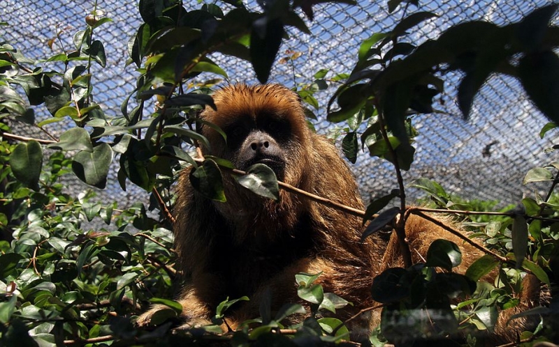 Macacos NÃO transmitem a doença para o ser humano. (Foto: Evandro Veiga/Arquivo CORREIO)