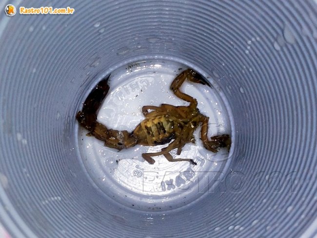 Escorpião foi encontrado por crianças e colocada em um copo descartável depois de morto. (Foto: Rastro101)