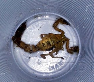 Criança morreu com uma picada de escorpião amarelo (Arquivo/Rastro101)