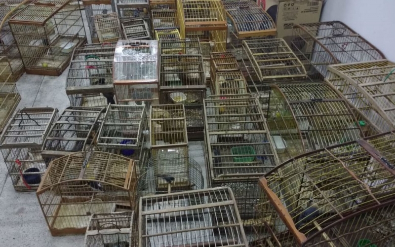Cerca de 500 pássaros foram apreendidos. (Foto: Divulgação/Inema)