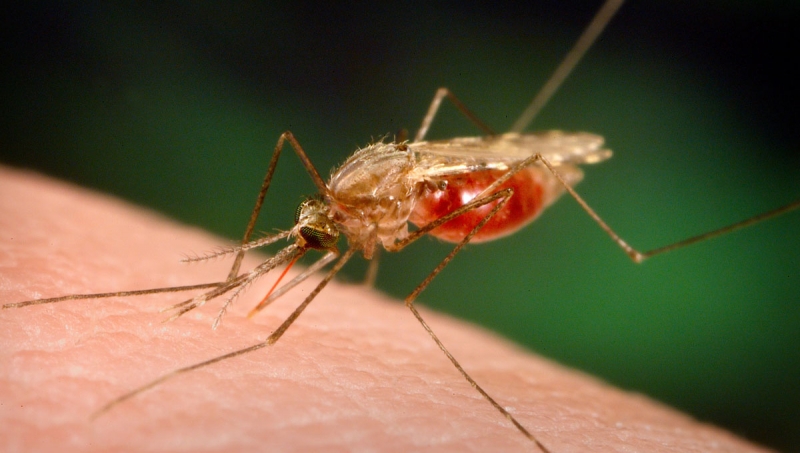 Mosquito Anopheles, transmissor da doença. (Reprodução)