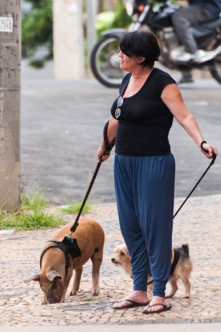 Porquinha passeava pelas ruas da cidade na companhia de Theo, um cachorrinho, que também pertence à família Amaral.
