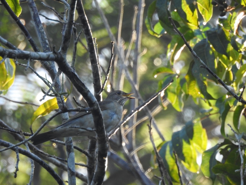 A imagem foi captada pelas lentes da analista ambiental da Veracel Celulose Priscilla Sales durante uma atividade de observação de aves feita durante o 2º Festival de Aves de Porto Seguro.