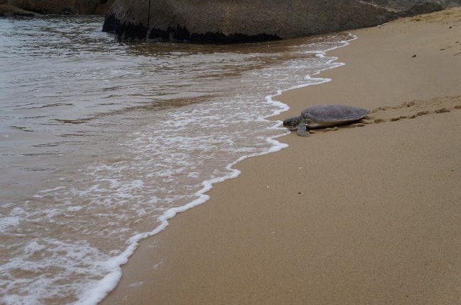 Todos os anos, centenas de tartarugas marinhas buscam as praias da região de Belmonte e Santa Cruz Cabrália para desova.
