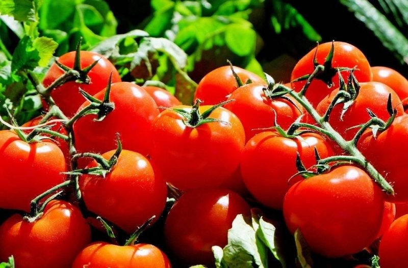 Conforme apontam os dados, a produção de tomates que foi de 230.800 toneladas em 2018, deve passar para 275.800 em 2019. (Reprodução)