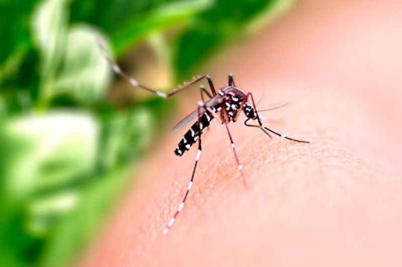 Mosquito Aedes aegypti. (Imagem ilustrativa)