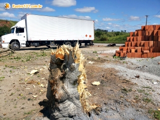 Caminhão carregado com fogos de artifício derruba árvore em Itagimirim