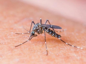 Tem início a Semana Nacional de combate ao Aedes aegypti