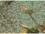  Infestação de larvas deixadas pelas mariposas toma conta de Prado