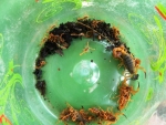Escorpiões venenosos são encontrados no quintal de uma residência em Itapebi