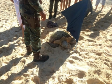 Tartaruga ferida é resgatada em praia de Trancoso