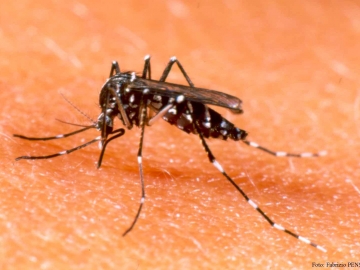 Cai o Índice de Infestação Predial (IIP) para o Aedes aegypti em Itagimirim