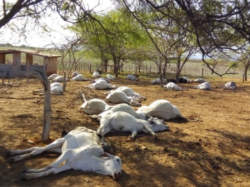 Dezenas de cabeças de gado são encontradas mortas na Bahia