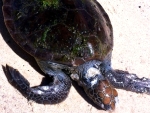  Tartaruga marinha é encontrada morta em Prado