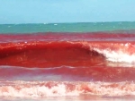 Fenômeno da Maré Vermelha pode ser causa de intoxicação em Porto Seguro