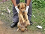 Cão é amarrado pelo pescoço e arrastado por carro em Guarulhos