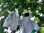 Apicultores removem enxame de abelhas no centro de Itagimirim