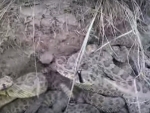 Câmera cai em ninho repleto de cobras; veja o vídeo