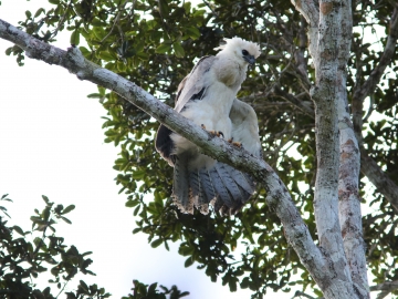 Encontrados ninhos de aves em risco de extinção no Sul da Bahia
