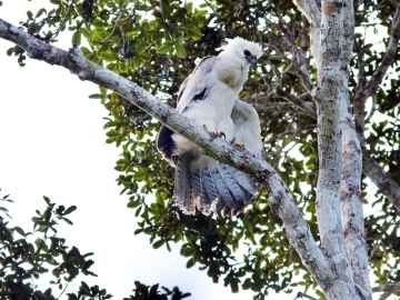 Encontrados ninhos de aves em risco de extinção no Sul da Bahia