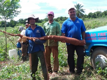 Mandioca com mais de 2 metros é colhida por agricultor de União Baiana