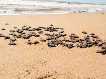 Sul da Bahia registra aumento no número de nascimento de tartarugas marinhas