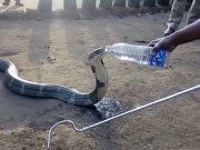 Cobra com sede bebe água de garrafa; veja o vídeo
