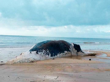 Baleia é encontrada morta com marcas de mordida de tubarão no extremo sul