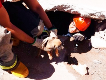 Cachorro é resgatado pelos bombeiros após cair em galeria de esgoto