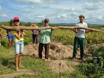 Mandioca com quase cinco metros é colhida por agricultores no interior da Bahia