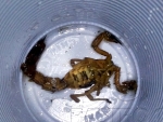 Criança morre após ser picada por escorpião em Eunápolis
