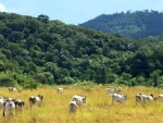 Animais são apreendidos em áreas de preservação ambiental do extremo sul baiano