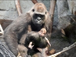 Mãe gorila não larga seu filhote, mesmo após uma semana de sua morte