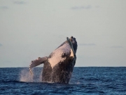 Ação de monitoramento das baleias Jubarte ajuda na conservação da espécie