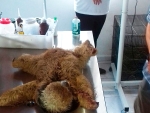 Homem é preso por maus tratos a uma  preguiça em Barra do Choça